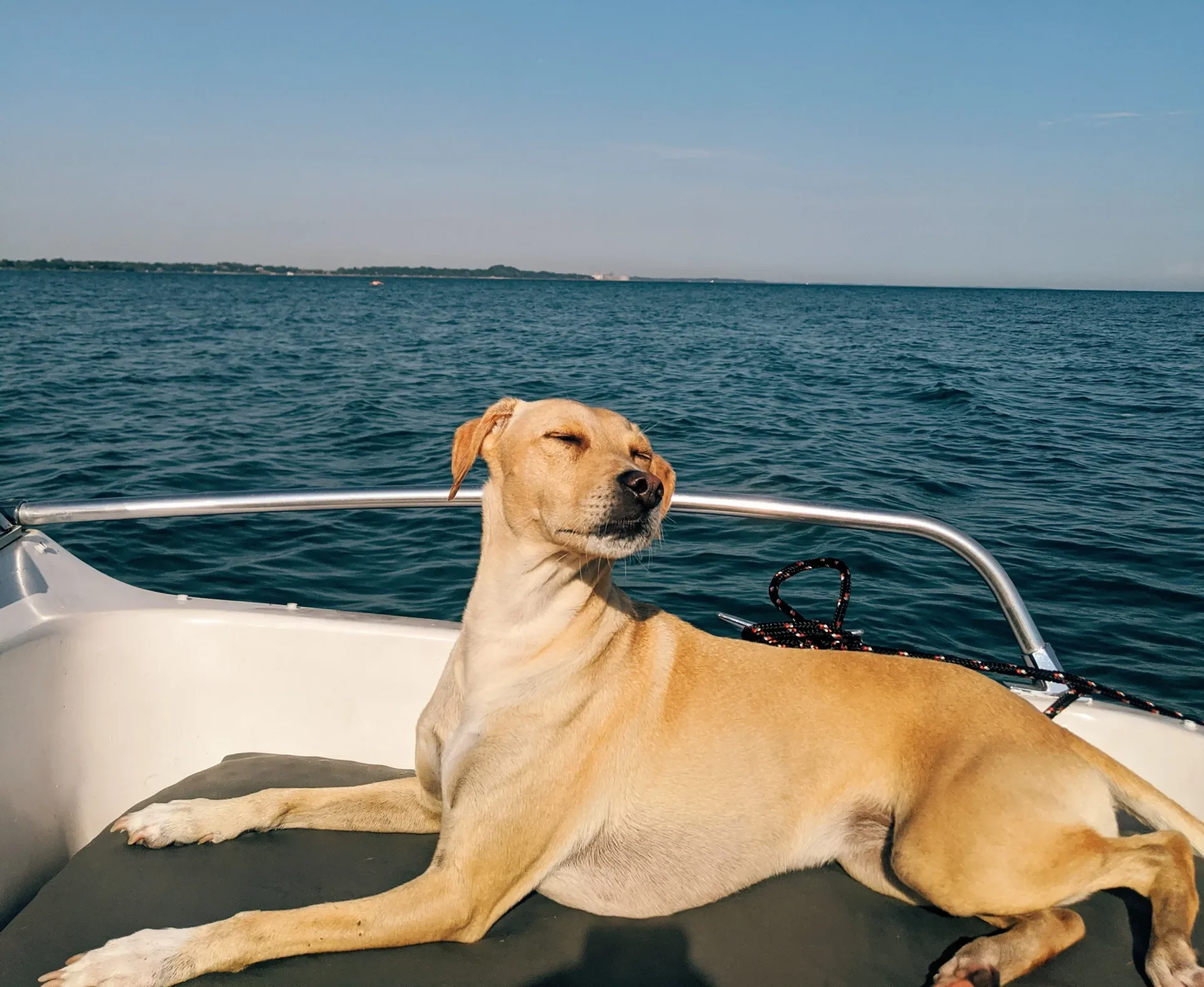 Voyager avec son chien à Bormes les Mimosas