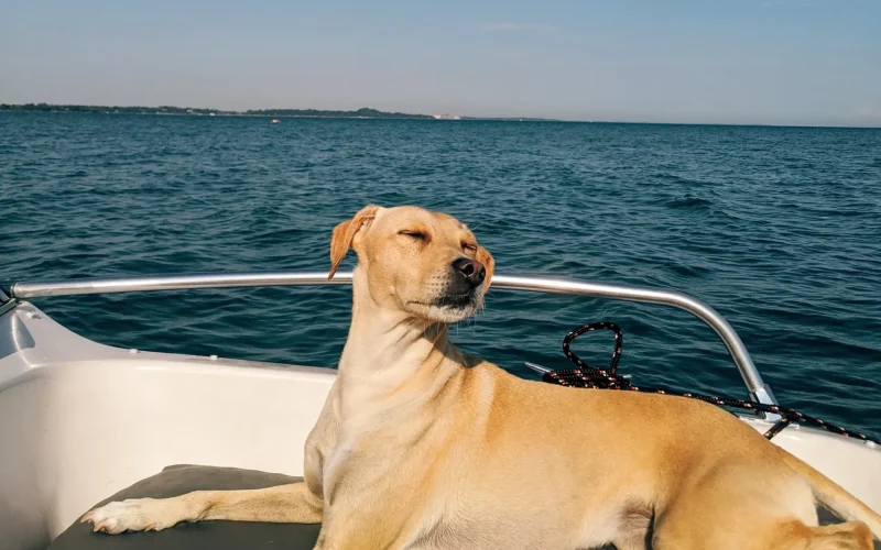 Voyager avec son chien à Bormes les Mimosas